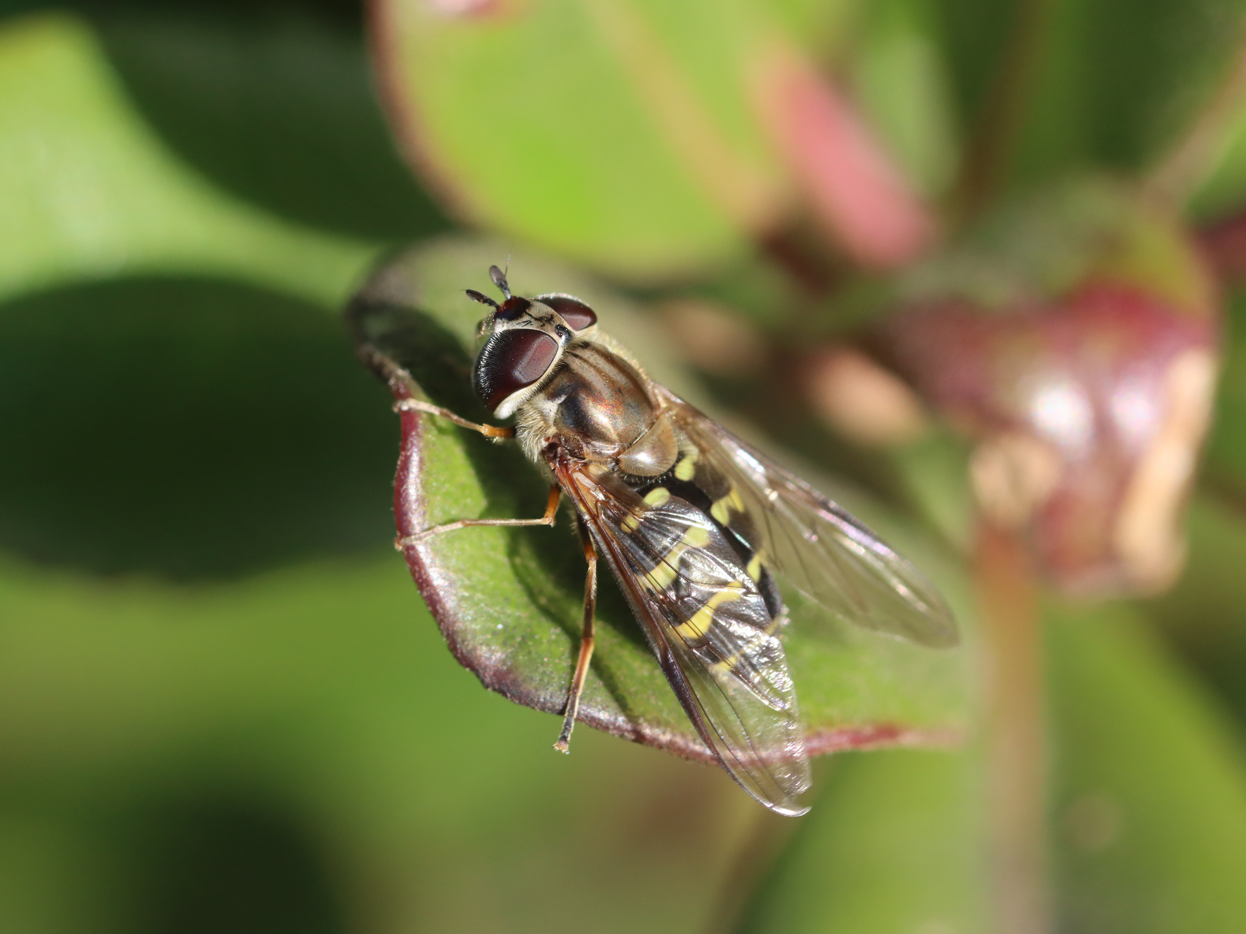 フタスジヒラタアブ２